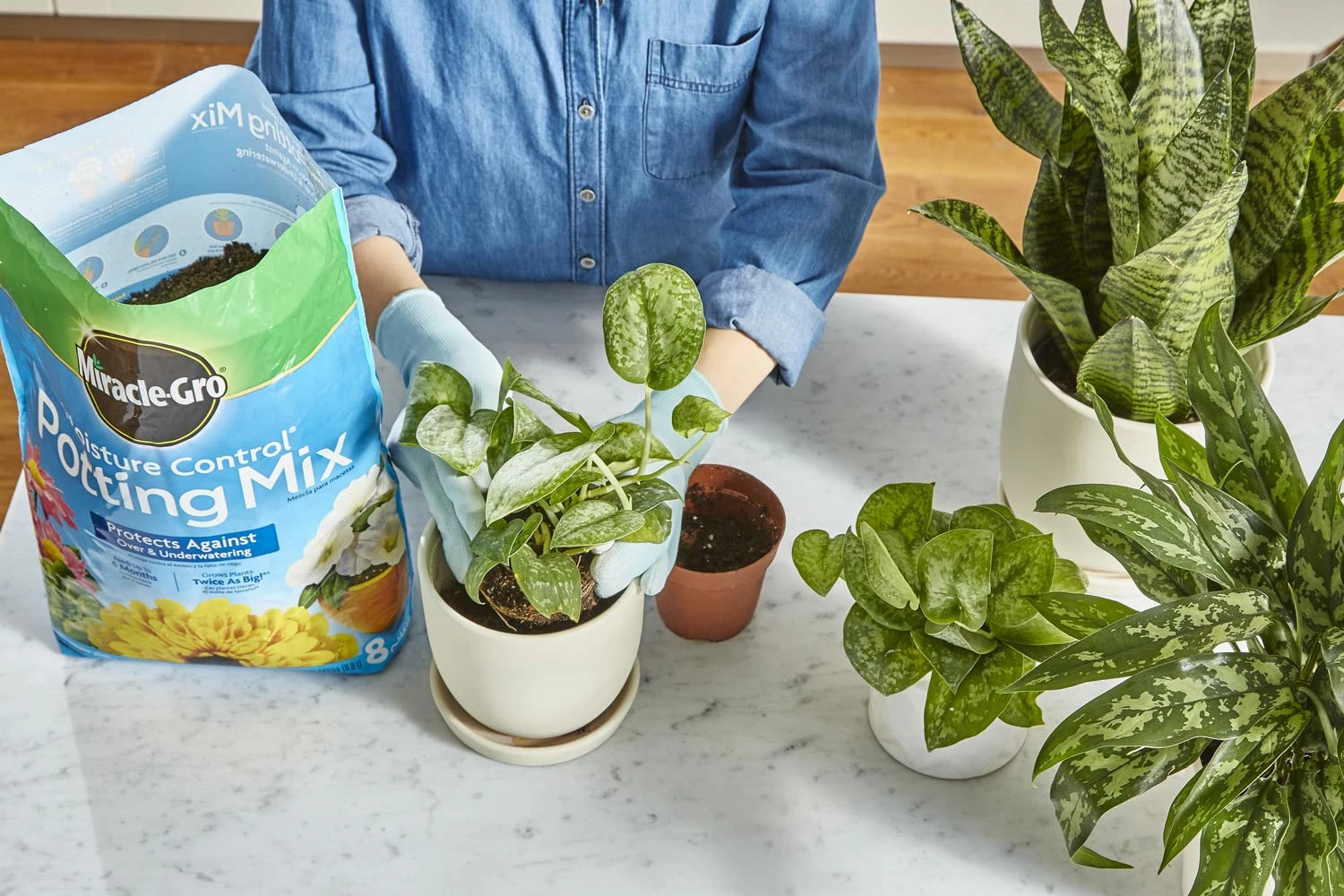 Miracle-Gro Sales Store -Miracle-Gro Sales Store 43253243jpg