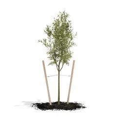 Promo 🔥 Greenes Fence 6 ft. Round Tree Stake Lodge-Pole (12-Pack) 🥰 -Miracle-Gro Sales Store greenes fence tomato cages rc80nr612u c3 1000