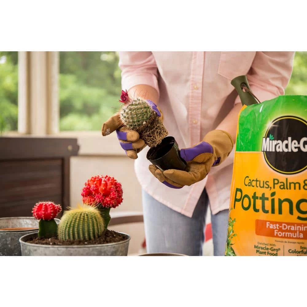Best Sale 😉 Miracle-Gro 16 Qt. Cactus Palm and Citrus Potting Soil Mix (2-Pack) 🔔 3 Best Sale 😉 Miracle-Gro 16 Qt. Cactus Palm and Citrus Potting Soil Mix (2-Pack) 🔔 - Image 3