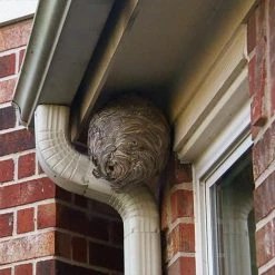 Wholesale 😍 Spectracide PRO 18 oz. Wasp and Hornet Killer Aerosol 🛒 -Miracle-Gro Sales Store spectracide bug killer spray hg 30110 6 1d 1000