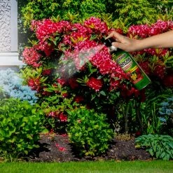 Buy 🌟 Spectracide Triazicide 16 oz. Aerosol Landscapes and Gardens 🧨 -Miracle-Gro Sales Store spectracide bug killer spray hg 96474 1 c3 1000